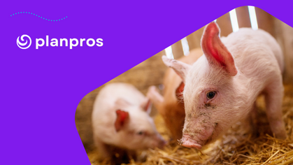pig farm business plan template